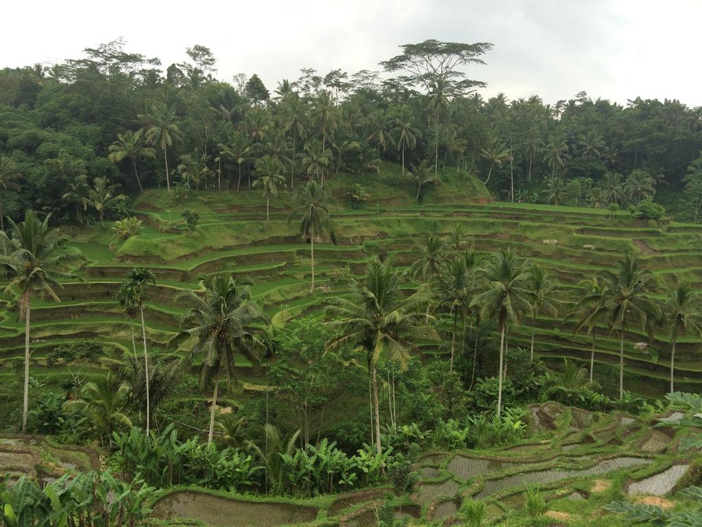 Pangkung House Apartment Ubud  Luaran gambar